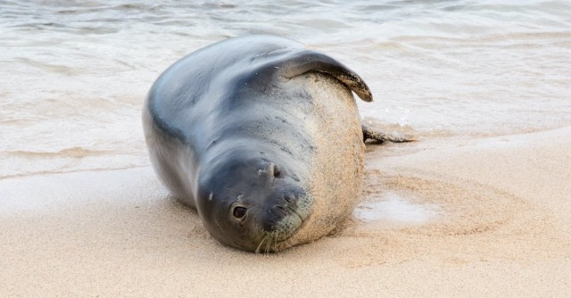 A Mother’s Fierce Protection Causes A Rare Attack In Hawaii
