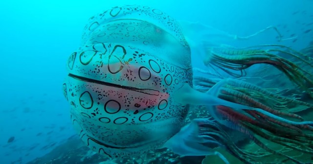 The First Video of an Extremely Rare Jellyfish Captures Its Striped Tentacles and Spotted, Pulsing Body