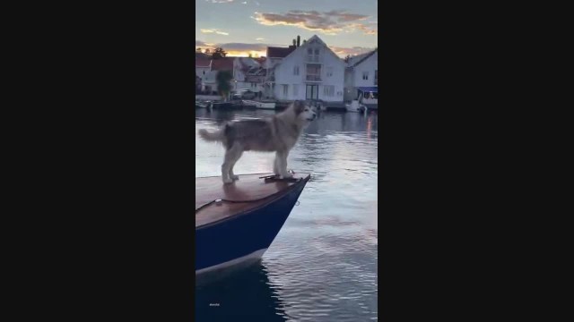 'Our Foghorn': Alaskan Malamute Howls His Way Across Norwegian Harbor