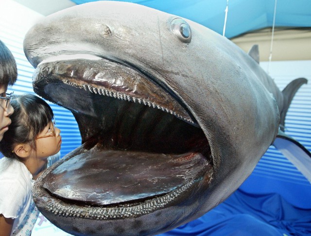 Extremely Rare Megamouth Sharks Filmed in Potential Mating Dance: 'Wowza'