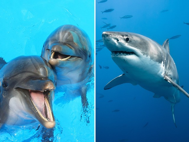 Dolphins Tried to 'Push' Surfer Being Stalked by 20-Foot Shark to Shore