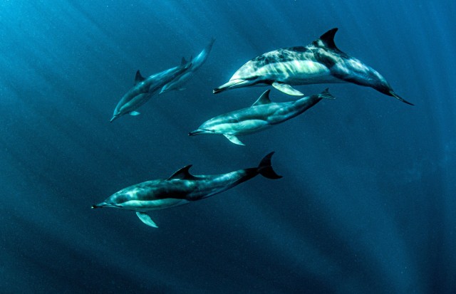 Pod of Dolphins Found Accompanying Body of Drowned Teen
