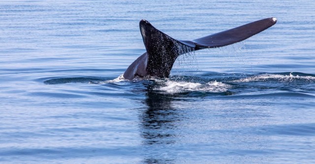 Ships speeding through US 'go slow' zones meant to protect endangered whale -report