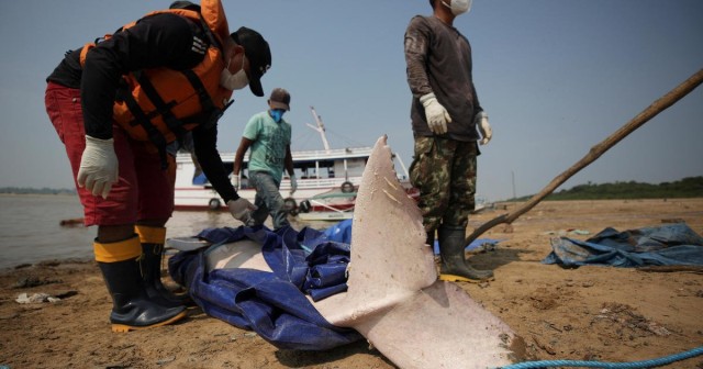150 dolphins die in Amazon lake within a week as water temps surpass 100 degrees amid extreme drought