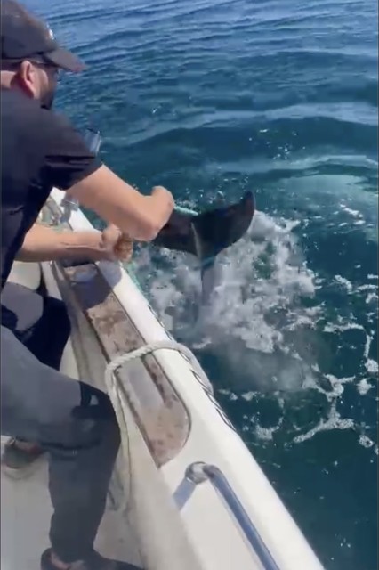 Baby dolphin rescue: Watch fishermen free animal snared in 'illegal trap' as mother struggles to keep it afloat