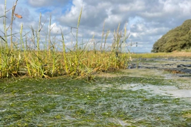 Be a Seagrass Superhero! Chichester project looking for citizen scientists to help