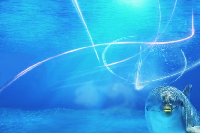 New dolphin super power discovered