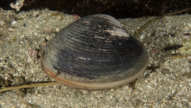 The Secret To A Long Life? Clams Could Hold The Key