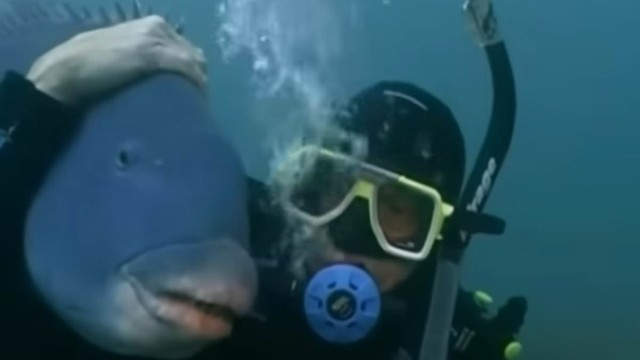 Jervis Bay: Fresh tragedy as an entire FAMILY of blue gropers are slaughtered by spearfishermen...