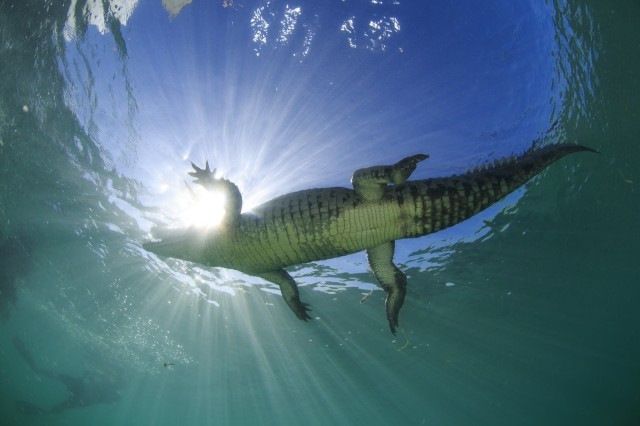 Crocodiles Infiltrate World’s Premier Surfing Zone (Video)
