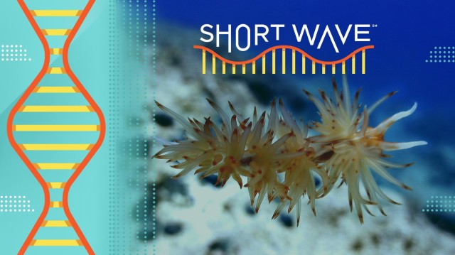 Regeneration, super strength, stolen powers: Meet sea creatures inspiring research : Short Wave