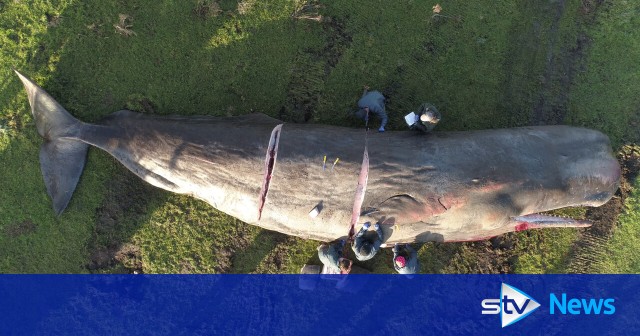 New documentary to explore human impact on upsurge in whale strandings