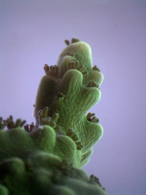 Advanced imaging reveals new cellular and molecular details of coral-algae relationship