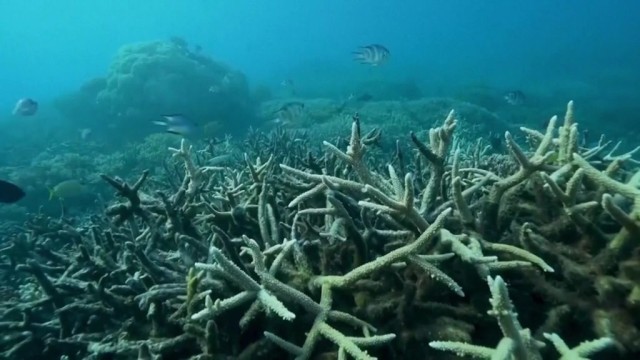Coral bleaching is affecting nearly all the world’s reefs, new NOAA report says
