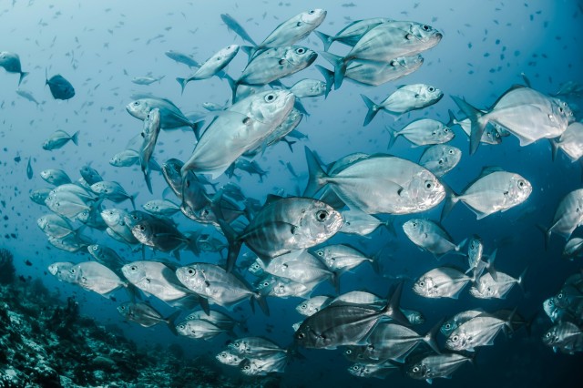 Trump is stripping protections from marine protected areas. Why that's a problem for fishing's future