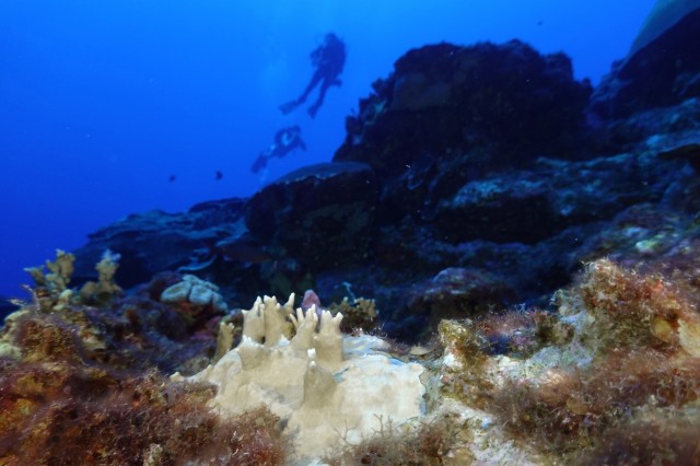 84% of the world's coral reefs hit by worst bleaching event on record