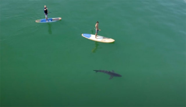 Stand Up Paddler Falls Near Great White Shark