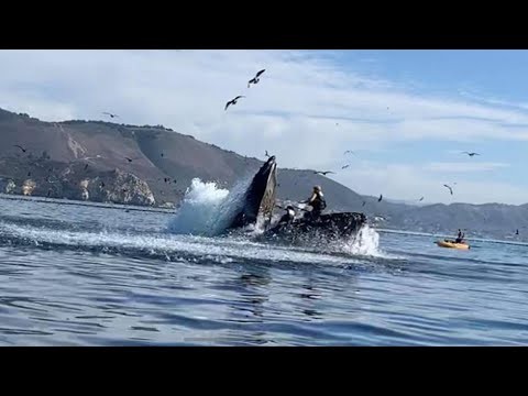 Paddleboarder Captures Insane Footage Of Whale Swallowing Two Kayakers In California