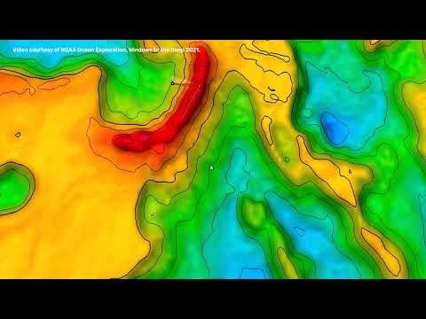 World’s Largest Deep-Sea Coral Reef Habitat Discovered Off The US Coast