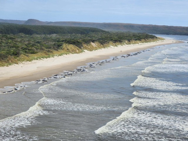 About 200 Stranded Whales Die on Australian Beach