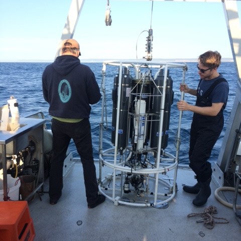 Microscopic ocean predator with a taste for carbon capture
