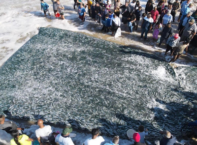 [WATCH] Scores flock to Margate beach for sardine frenzy