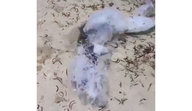 Baby Lemon Shark Miraculously Survives Attack by Enormous Barracuda