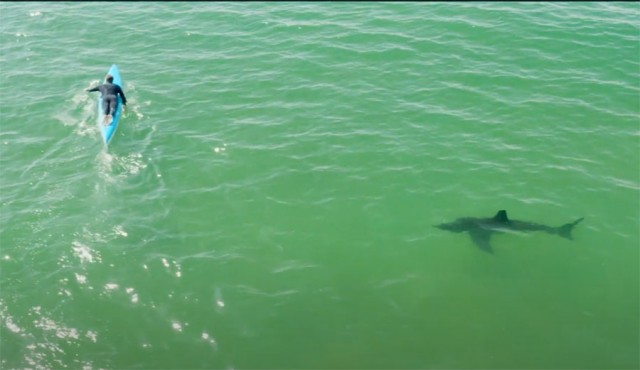 Paddle Boarder Doesn't Notice Great White Shark Behind Him