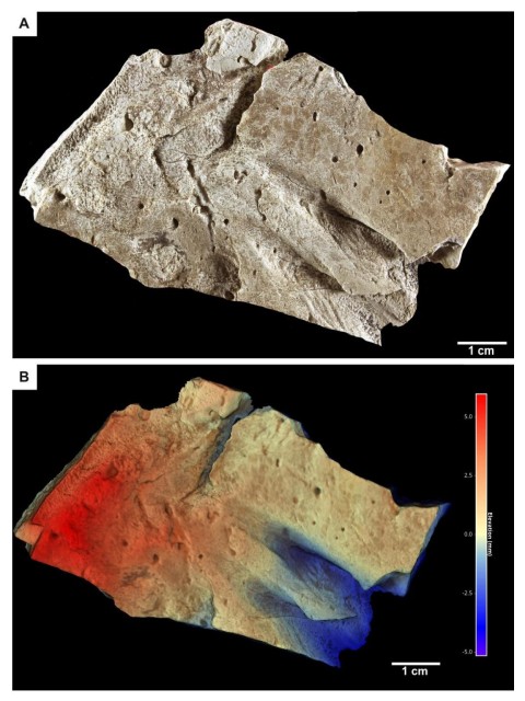 The earliest deep-sea vertebrates revealed by unusual trace fossils