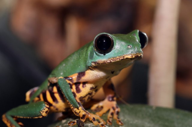 Humans are decimating wildlife, report warns ahead of U.N. biodiversity talks