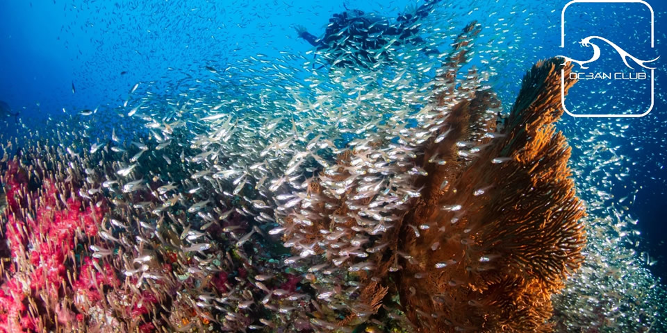 Coralscape and Coral fish